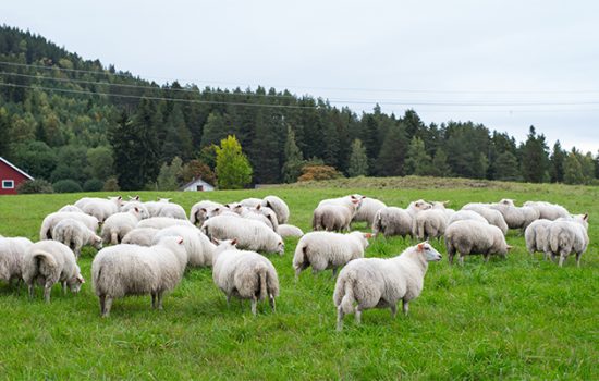 herd-sheep-grazing-pasture-during-daytime-550x350
